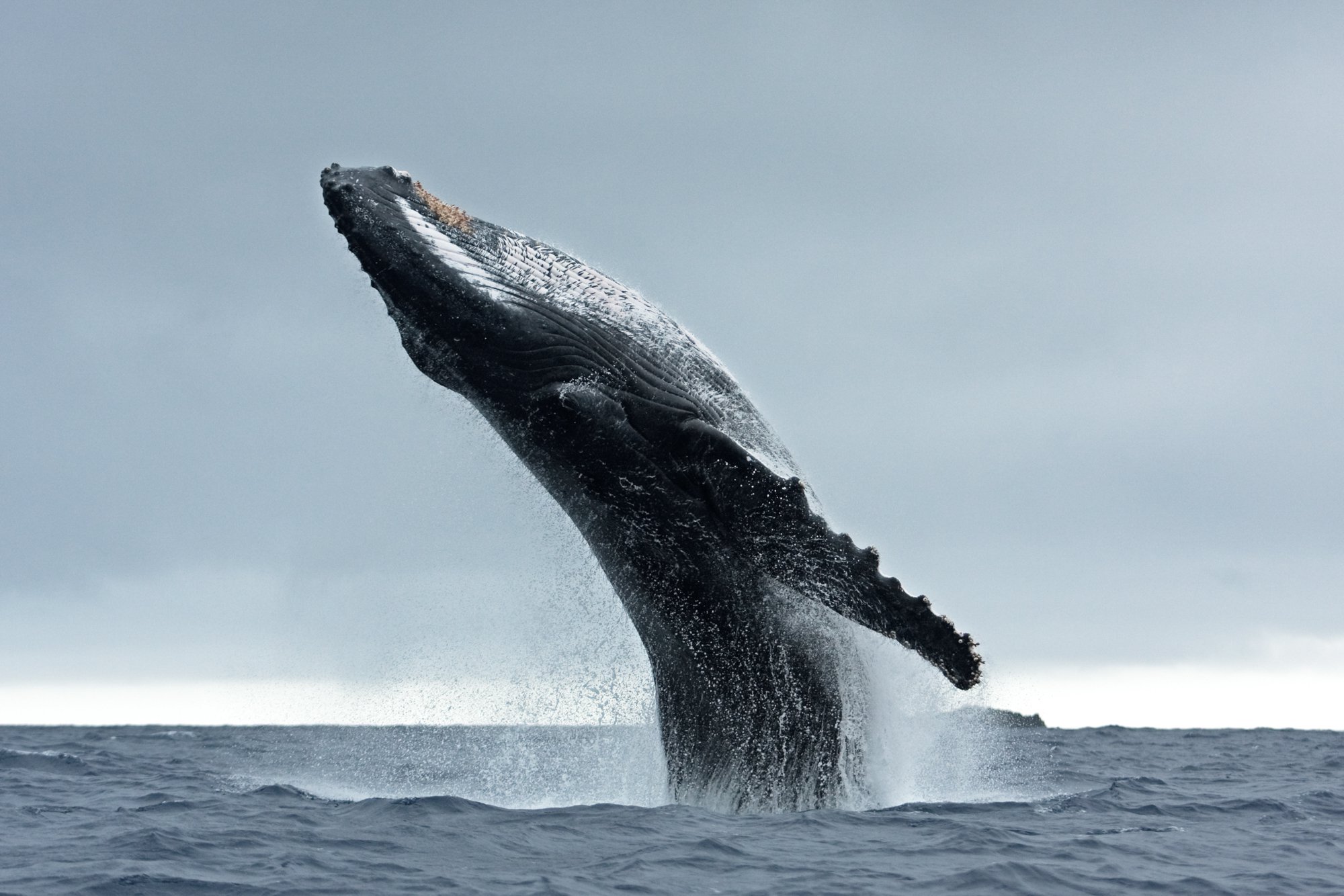 A humpback whale breaching the ocean water