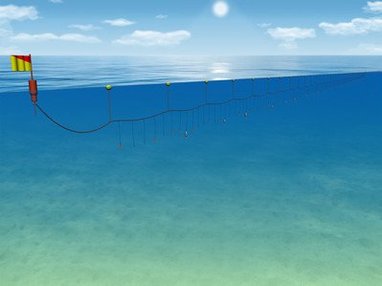A long fishing line is placed just below the waters surface. All along the line are baited hooks.
