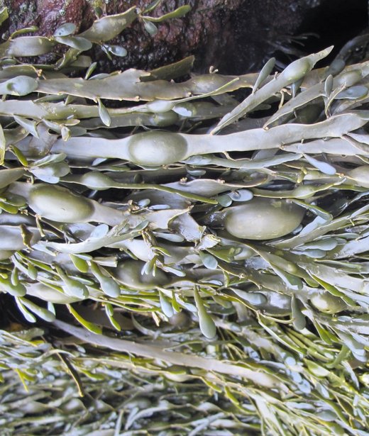 Egg wrack