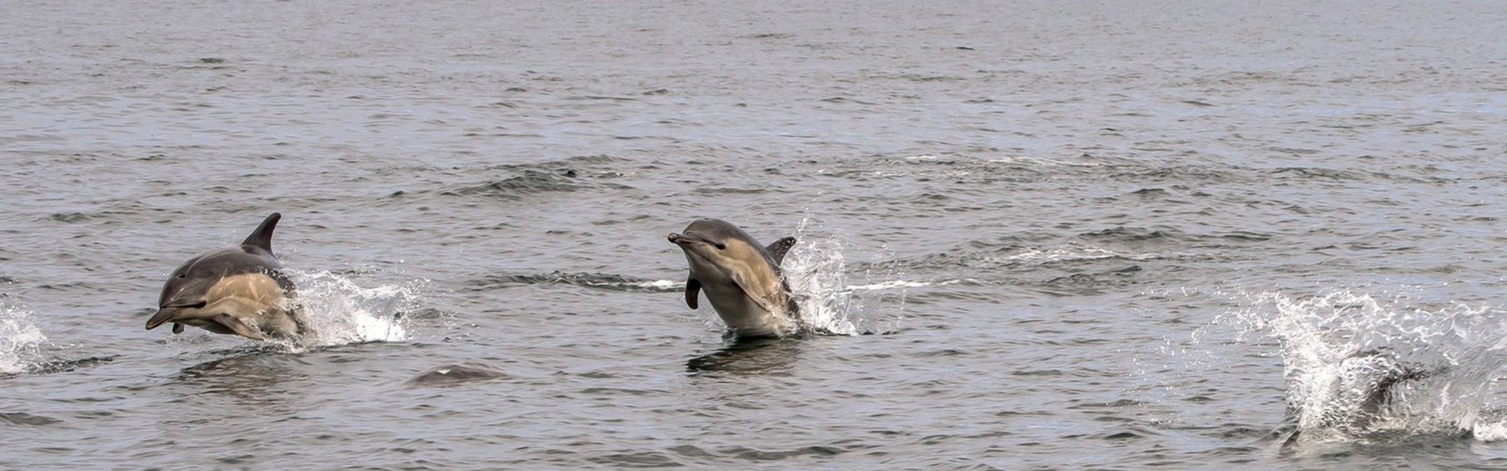 A pod of common short-beaked dolphins leaping out of the water. Two can be seen partially submerged while a third looks to have splashed back under the waves.