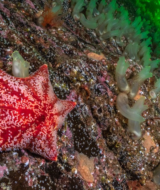 Cushion star