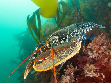 A common lobster in Oddicombe, Torbay with the photo taken side-on. Its blue colouring can clearly be seen on it's back legs, while its front claws are orange/cream and dappled grey. It's long orange antennae can be clearly seen.