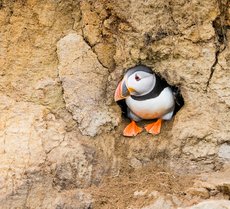An Atlantic puffin sitting inside its cliff-face burrow looking to the left.