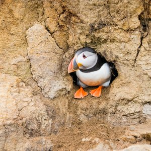 An Atlantic puffin sitting inside its cliff-face burrow looking to the left.