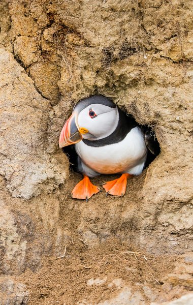 An Atlantic puffin sitting inside its cliff-face burrow looking to the left.
