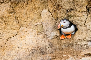 An Atlantic puffin sitting inside its cliff-face burrow looking to the left.