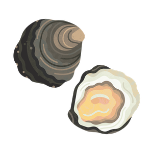 Native oyster