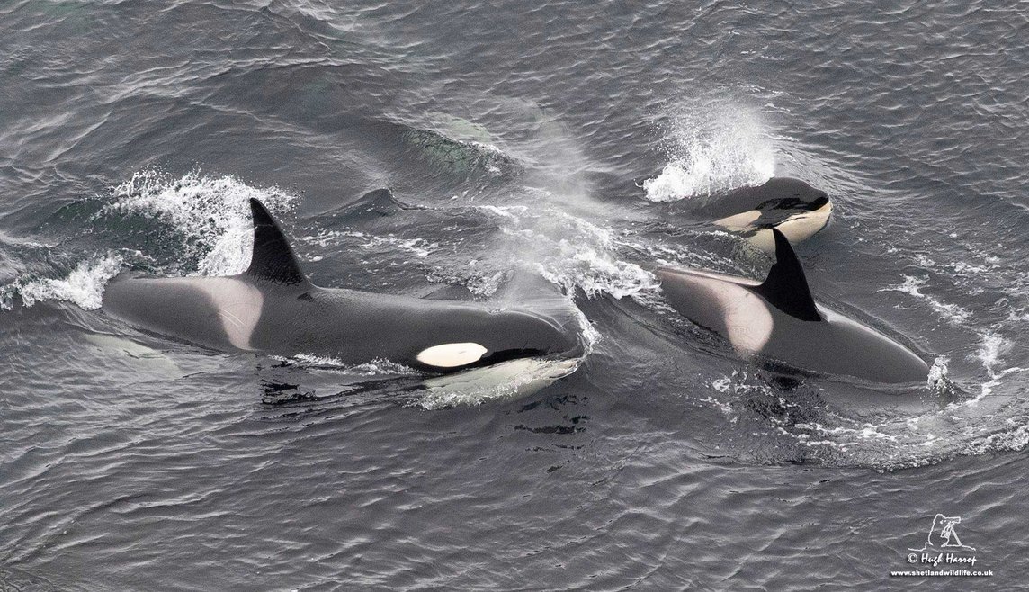 A pod of three orcas breaching above the surface of the ocean. The whale in the foreground is showing its characteristic white eye patch and white saddle patch behind its dorsal fin. The other two seemingly smaller whales are partially submerged.