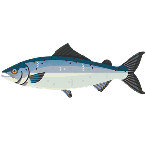 Red salmon