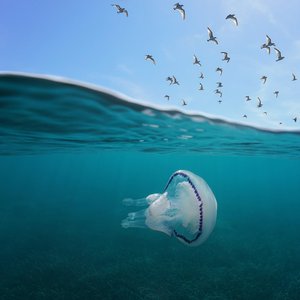 A compass jellyfish swimming near the ocean surface