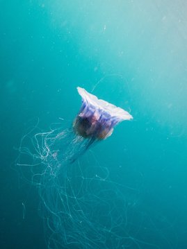 A blue jellyfish swimming in clear azure blue waters in Scotland. It appears ethereal with long thread-like tendrils coming from it's white bell-shaped body. It appears to be swimming towards the surface with its bell concave towards the surface.