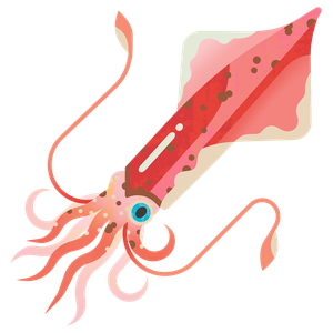 Veined squid