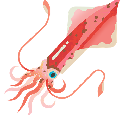 Squid Common M 960.png