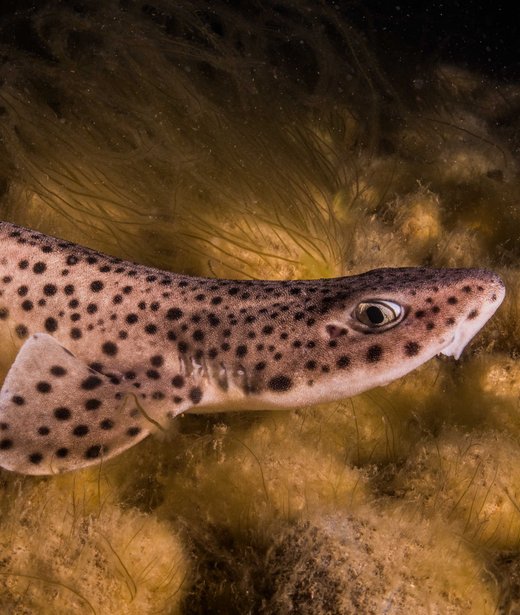 Nursehound (large-spotted dogfish)