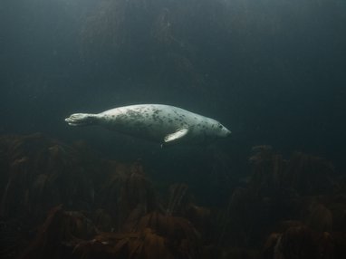 A lone grey seal swimming to the right of the frame in murky water