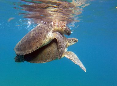 Mating green turtles at Montserrat