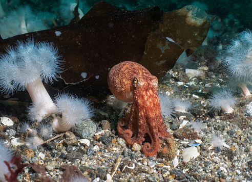 A curled octopus resting on the seabed