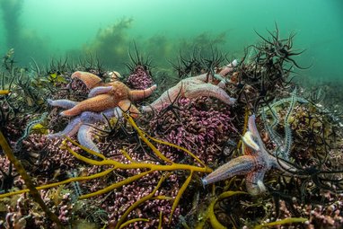 Multiple Common starfish underwater on a maerl bed in Loch Sween Scotland
