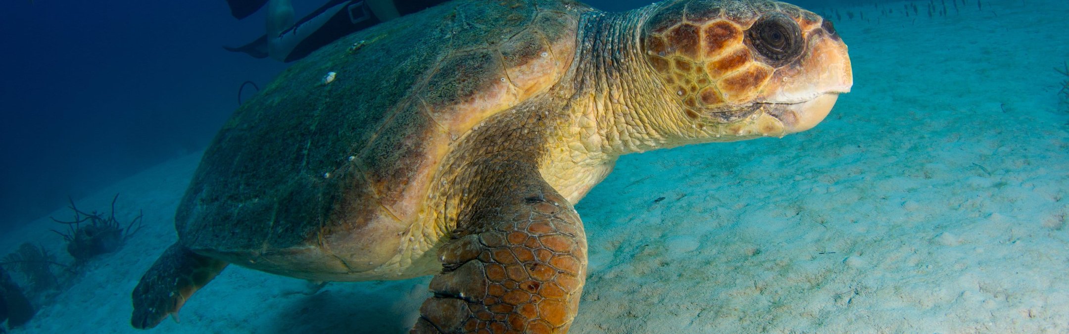 A loggerhead turtle swimming along the seabed. Behind it is a diver.