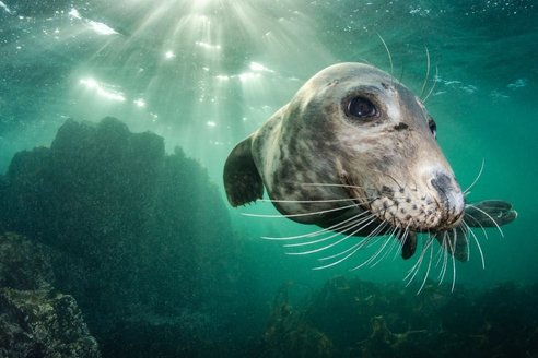Grey seal underwater with face close to camera and light rays coming through the surface of the water above