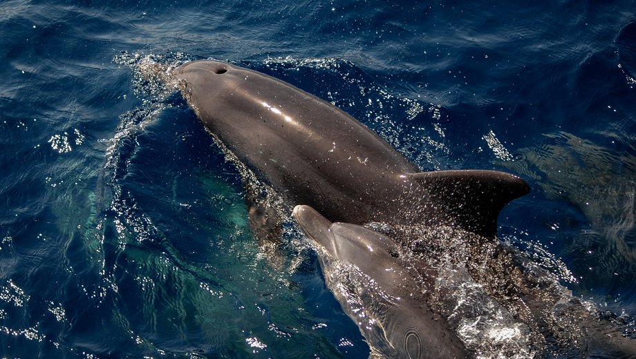 Bottlenose dolphin