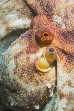 Common octopus closeup of head and eyes with texture and yellow red skin colour