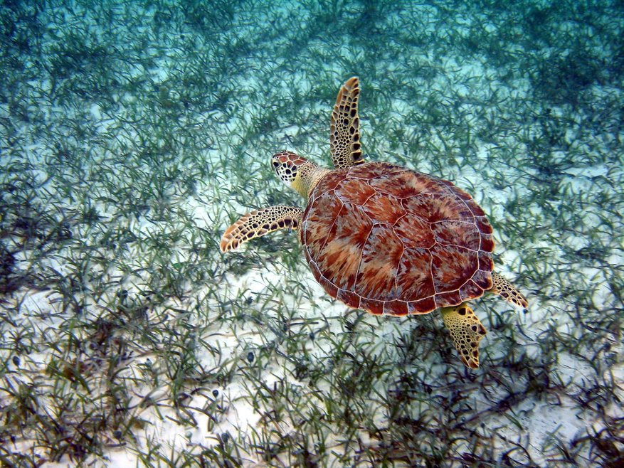 A top down view of a green turtle swimming above a seagrass meadow