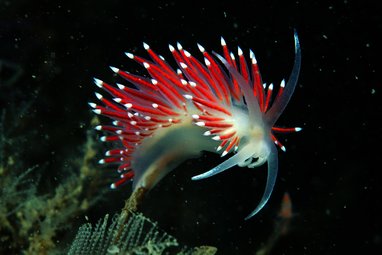 A white ethereal sea slug has long red porcupine-like spines extending from its back with white tips. It is striking photography with a black background.