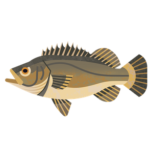 Wreckfish