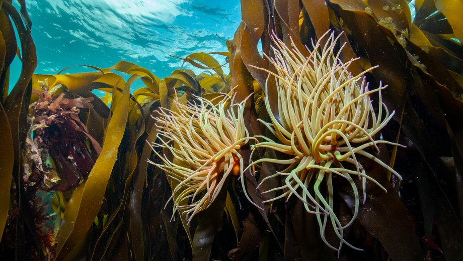 Snakelocks anemone