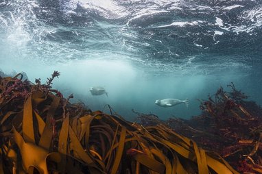 This image captures grey seals swimming through a kelp forest in the UK, specifically off the coast of Scotland.