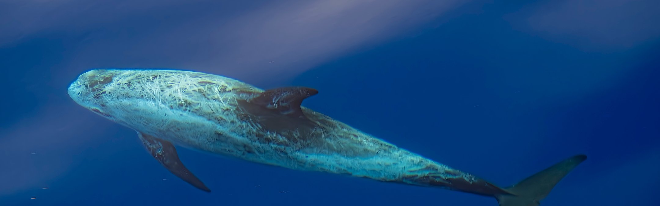 Risso's dolphin