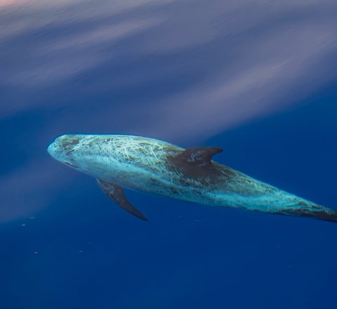 A Risso's dolphin in open water taken from above. Its multiple scars have given it an almost complete white perplexion. Its tail, dorsal fin and flippers remain fairly dark.
