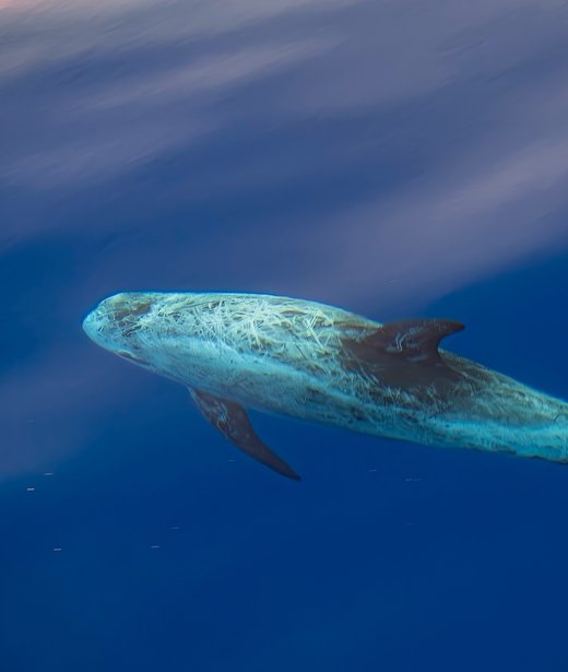 Risso's dolphin