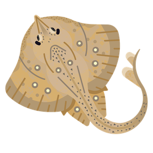 Sandy ray