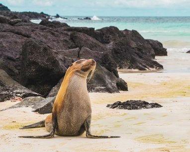 A sea lion laying on a golden beach on the Galapagos islands