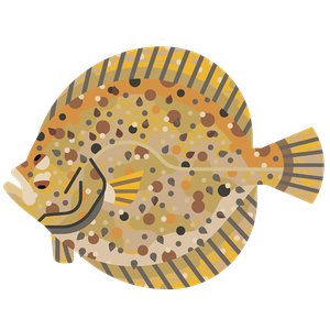 Turbot