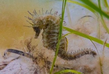 The image features a Long-snouted seahorse (Hippocampus guttulatus), also known as a spiny seahorse, which is a protected marine species native to UK coastal waters.