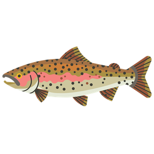 Rainbow trout