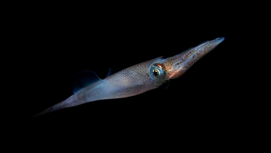 Squid (European)