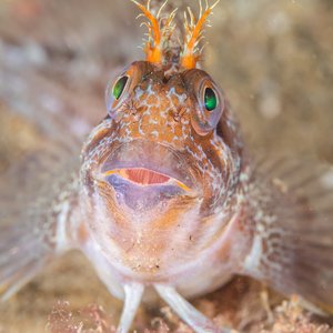 A tompot blenny looks comically up at the camera with a characteristically surprised look! Its frilly orange 'antler'-like antennae can clearly be seen while its big green eyes and slightly open mouth add to the 'surprised' effect. It has transparent fins