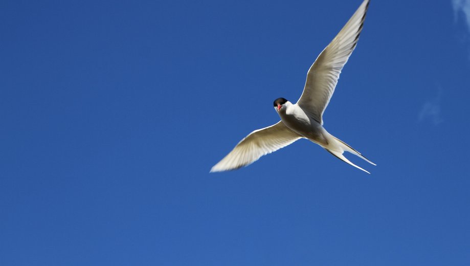 Arctic tern