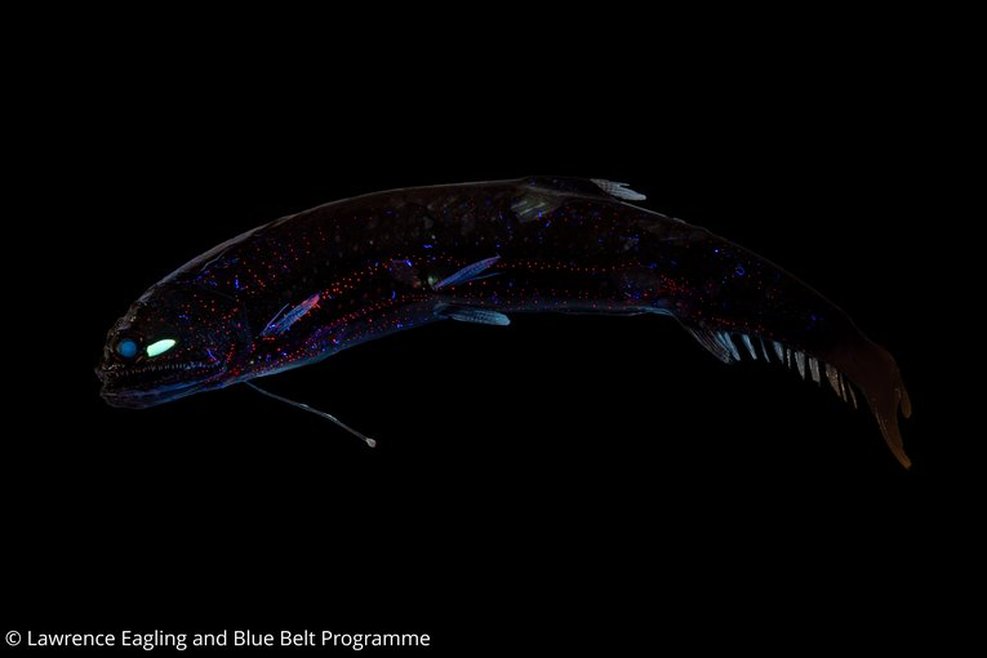 A glowing dragonfish recorded in a Caribbean expedition. The fish is difficult to see in its dark surroundings, but you can make out its long, curved slightly glowing profile. It has glowing red spots on its side.