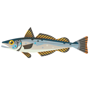 European hake