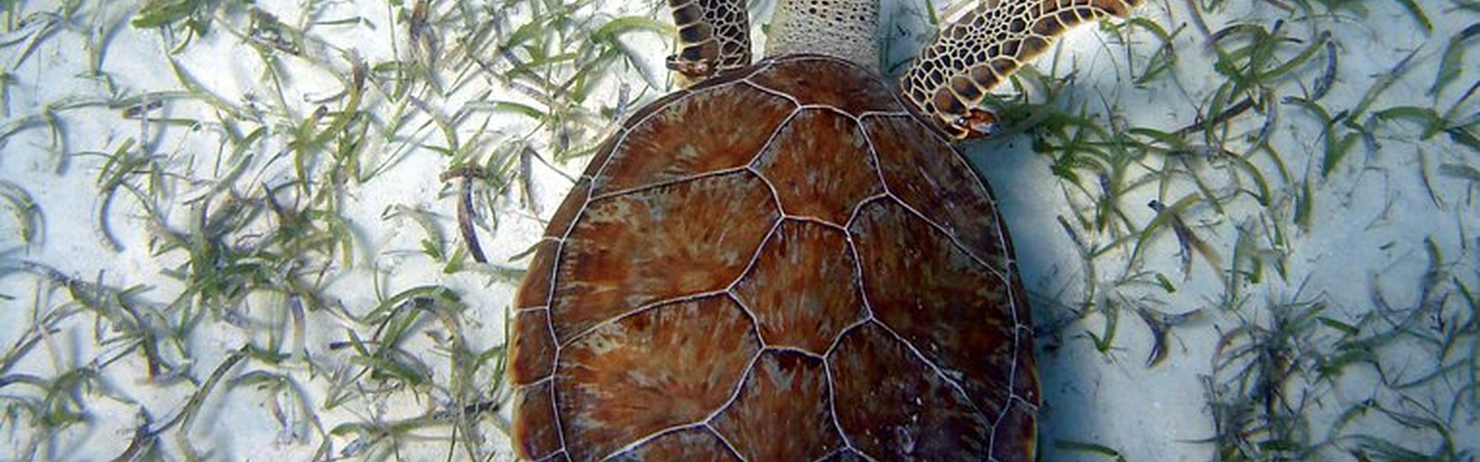 a green sea turtle (Chelonia mydas), swimming over a seagrass bed.