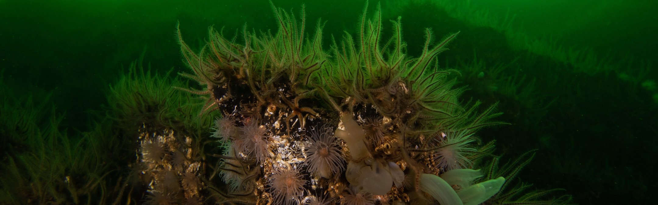 A vibrant brittle star bed on a rocky outcrop in green-tinted coastal waters. Numerous brittle stars are visible, characterised by their small, distinct central discs and five long, hairy-looking arms covered in delicate spines.