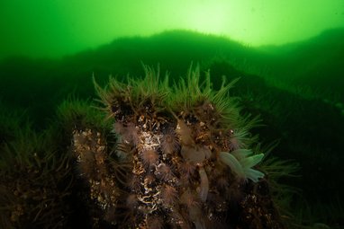 A vibrant brittle star bed on a rocky outcrop in green-tinted coastal waters. Numerous brittle stars are visible, characterised by their small, distinct central discs and five long, hairy-looking arms covered in delicate spines.