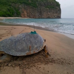 A green turtle with satellite attached
