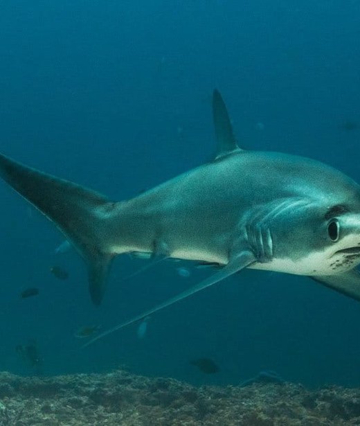 Thresher shark (common)