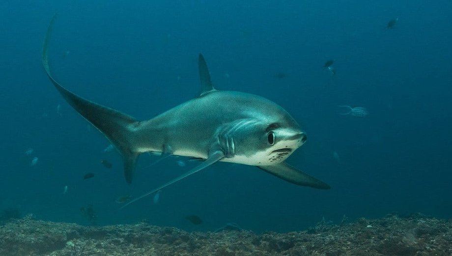 Thresher shark (common)